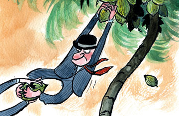 Man clinging to coconut in tree with hands, and clinging to coconut with feet to resist it theft